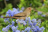 California Towheeborder=